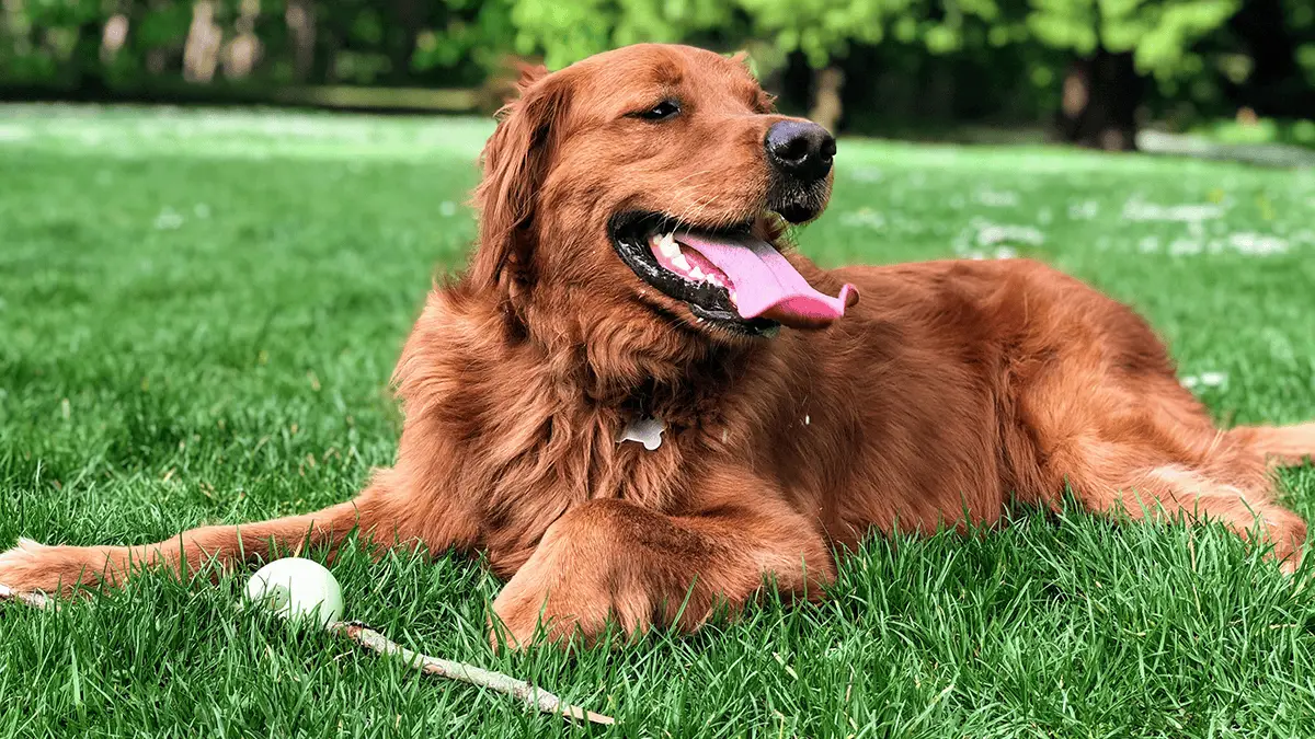 Why Picking Up After Your Pup is a Smart Move: Reasons Not to Leave Dog Poop in Your Backyard